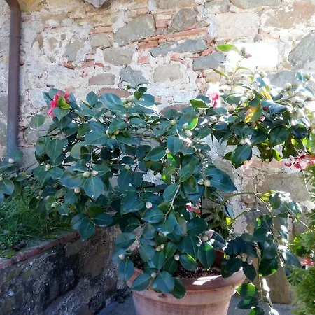 Feriehus Casa Silvestro Lucca